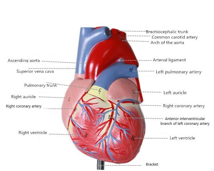 1:1 Human Heart Model B-color Ultrasound Medical Cardiology Cardiac Anatomy DIAGNOSTIC ULTRASOUND MACHINES FOR SALE