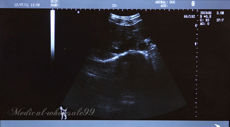 Laptop Machine Veterinary Ultrasound Scanner Trans-Rectal +Convex Probes CE Sale DIAGNOSTIC ULTRASOUND MACHINES FOR SALE
